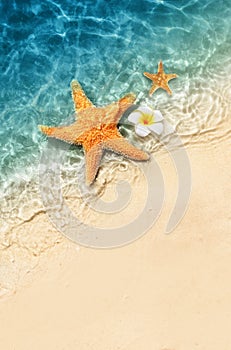 Starfish and flower on the summer beach in sea water. Summer background.