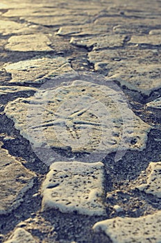 Starfish fossil in a paving stone