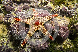 A starfish Fromia monilis Elegant sea star