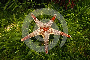 A starfish Fromia monilis Elegant sea star