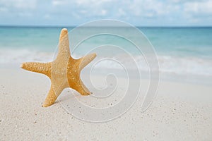 Starfish on golden sand beach with waves in soft light