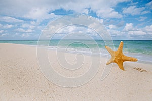 Starfish on golden sand beach with waves in soft light