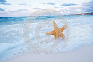 Starfish on golden sand beach with waves in  soft sunset light
