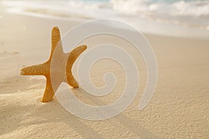 Starfish on golden sand beach with waves in soft sunset light
