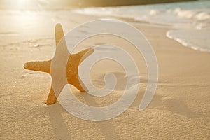 Starfish on golden sand beach with waves in soft sunset light