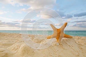 Starfish on golden sand beach with waves in soft sunset light