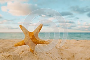 Starfish on golden sand beach with waves in soft sunset light