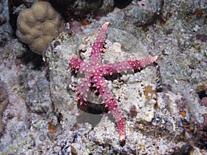 Starfish Gomophia egyptiaca Gray sea star on a cor