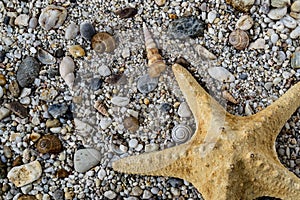 Starfish on gravel with colorful stones and shells
