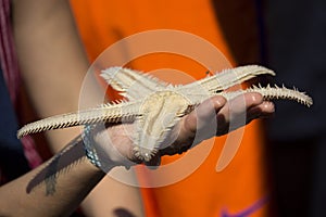 Starfish in a hand