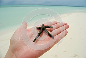 Starfish on the hand