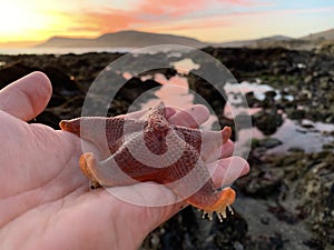 Starfish in hand, coast of California, USA