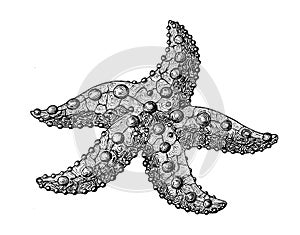 Starfish, hand drawn stylized ink vintage illustration