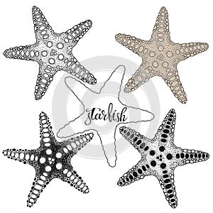 Starfish. Hand drawn vector illustration, 5 isolated  elements on white background. Perfect for menu decoration, invitation, card