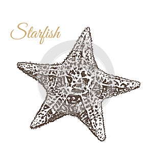 Starfish, hand-drawn vector illustration.