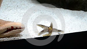 Starfish inside water glass