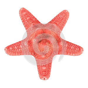 Starfish isolated