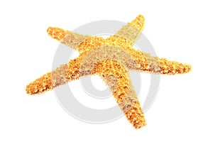 Starfish Isolated