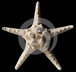 Starfish Isolated on Black Background