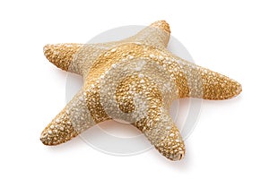 Starfish isolated. Shell light brown. Photo taken by stacking method