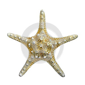 Starfish isolated.