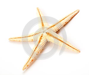 Starfish isolated on white