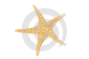 Starfish isolated on white