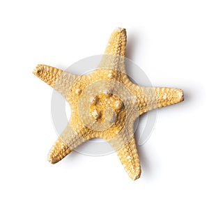 Starfish isolated on white background