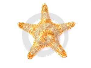 Starfish isolated on white background