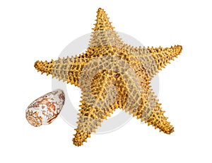 Starfish isolated on a white background. Close-up. Side view