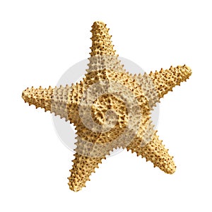 Starfish isolated on white background