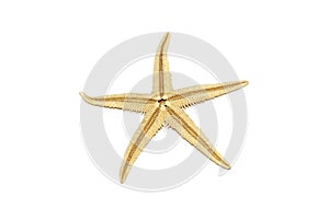 Starfish isolated on white background seastar star sea fish shell coral ocean marine creature seashell asterias dry rubens five