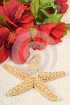 Starfish and Lei on the Beach