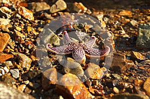 Starfish lie on wet stones on the sea shore