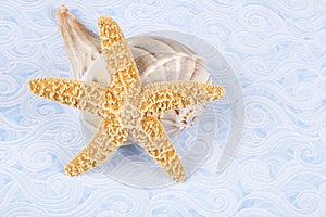 Starfish and Lightning Whelk Shells