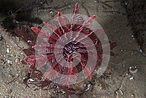 Starfish-like sea urchin photo