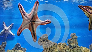 Starfish that live in aquariums