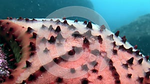 Starfish macro video closeup underwater on seabed in Galapagos.