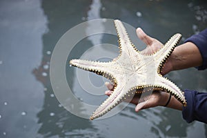 Starfish in the middle sea