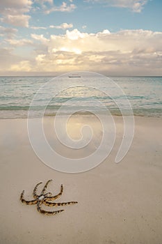 Starfish at Nungwi beach, Zanzibar