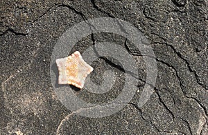 Starfish on obsidian rock