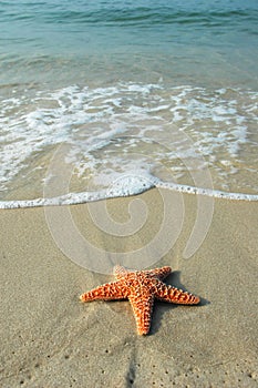 Starfish and the Ocean