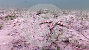 Starfish on the ocean floor