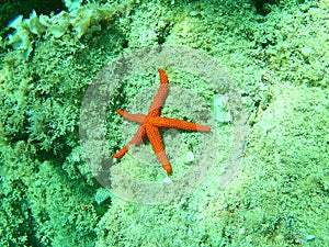 Starfish