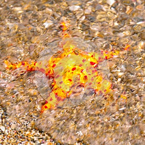 Starfish in ocean waves