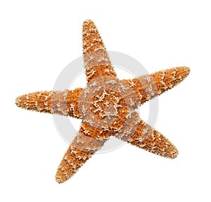 Starfish