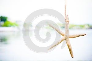 Starfish Ornament