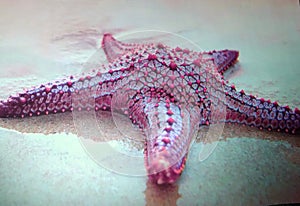 Starfish painting vivid colors nature