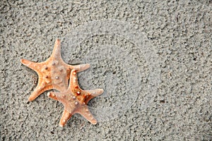 Starfish Pair