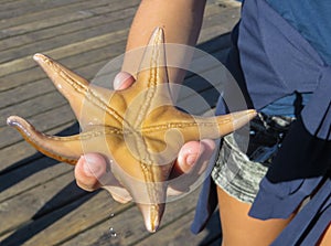 Starfish on the palm of the hand, on the shore of the Pacific Ocean. September 2015. Vancouver